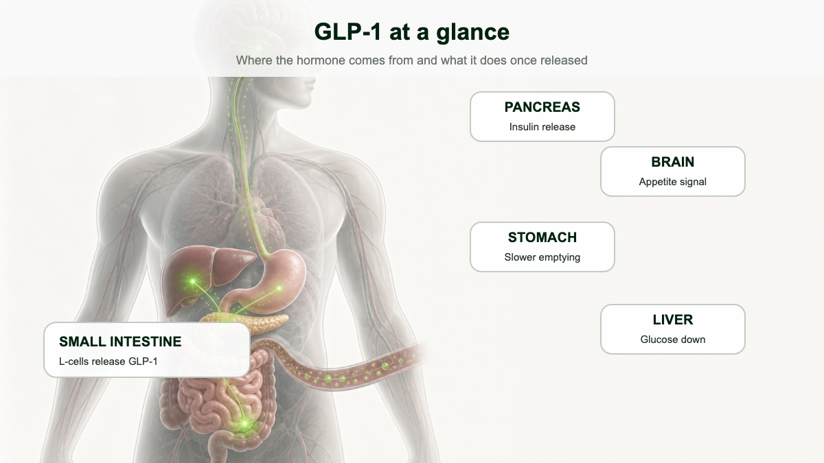 dihexa peptide buy near me What Is GLP-1? Hormone, Drug Class & Uses Explained